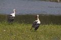 Cigogne blanche